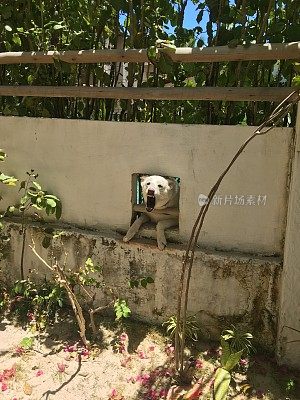 福塔莱泽， 坎布科， 巴西风筝冲浪天堂